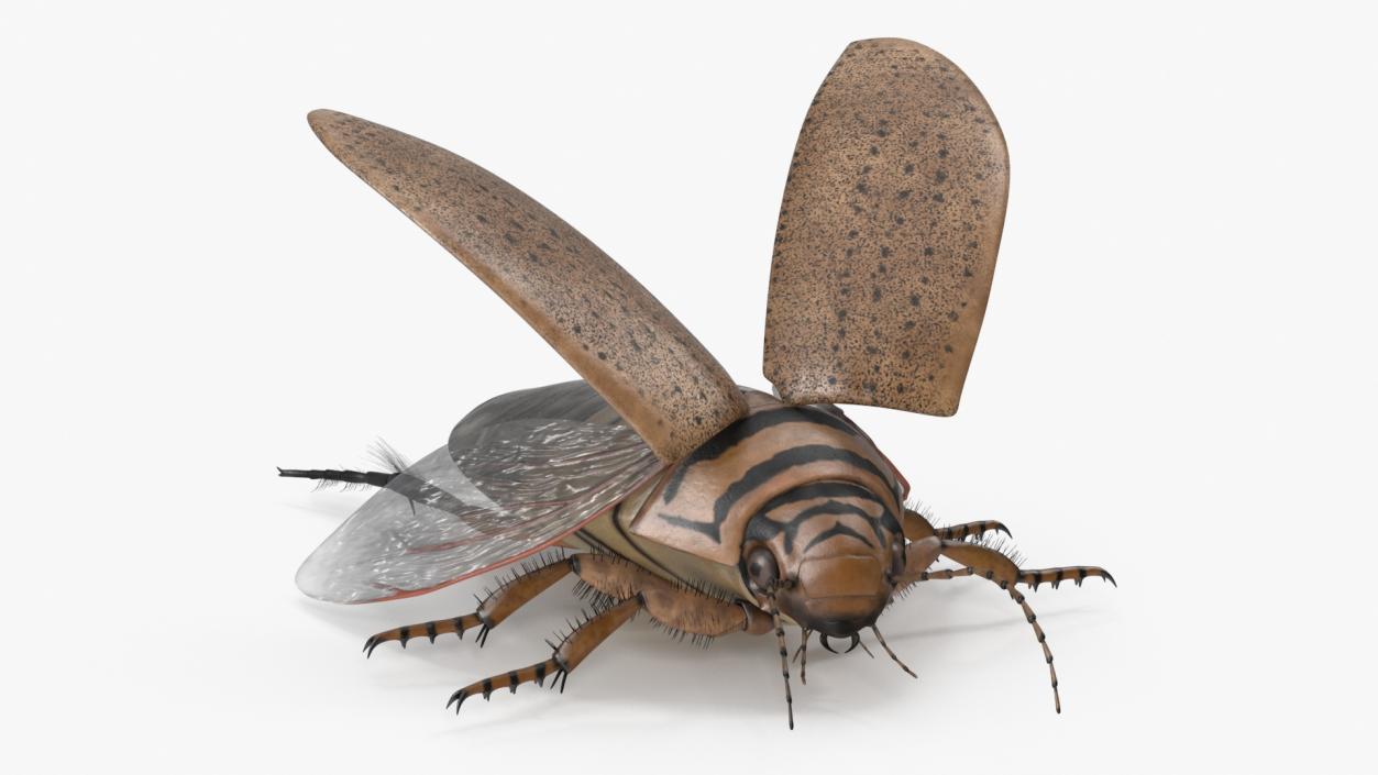 3D Insect Water Beetle Beige Realistic Rigged for Maya