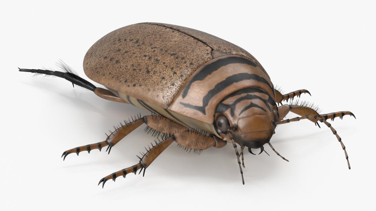 3D Insect Water Beetle Beige Realistic Rigged for Maya