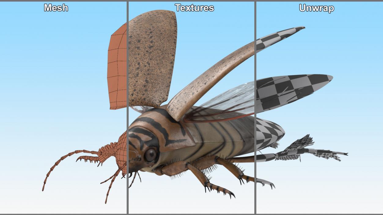 3D Insect Water Beetle Beige Realistic Rigged for Maya