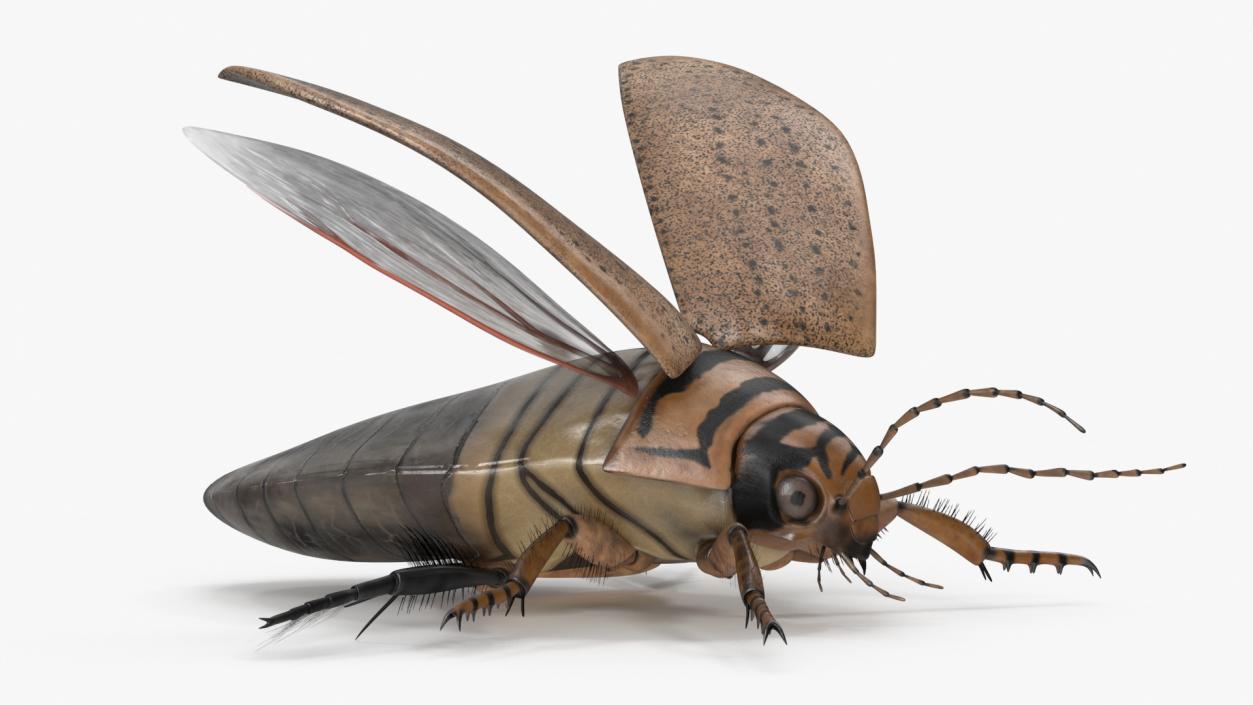 3D Insect Water Beetle Beige Realistic Rigged for Maya