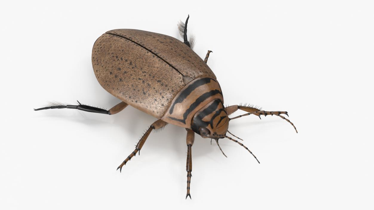 3D Insect Water Beetle Beige Realistic Rigged for Maya