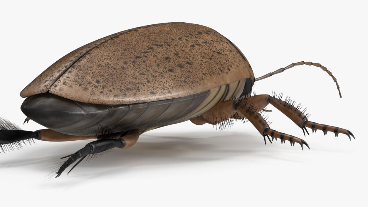 3D Insect Water Beetle Beige Realistic Rigged for Maya