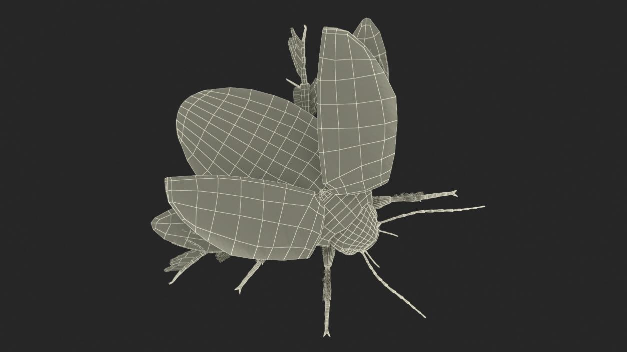 3D Insect Water Beetle Beige Realistic Rigged for Maya