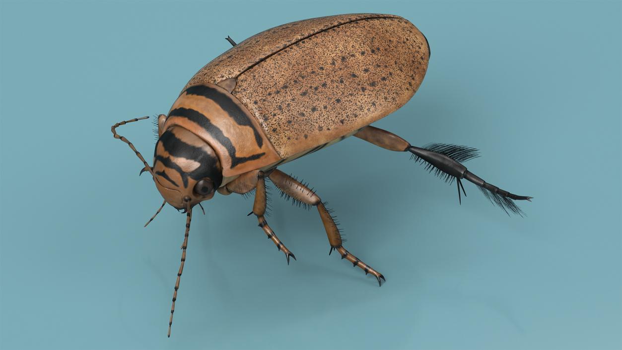 3D Insect Water Beetle Beige Realistic Rigged for Maya