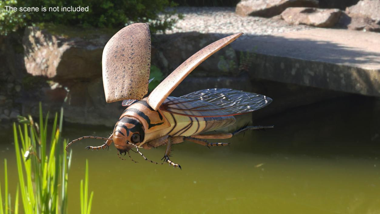 3D Insect Water Beetle Beige Realistic Rigged for Maya