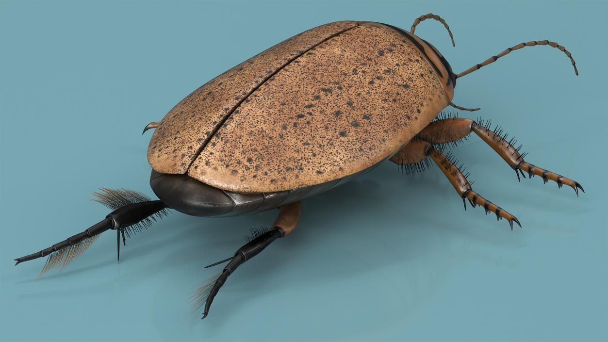 3D Insect Water Beetle Beige Realistic Rigged for Maya