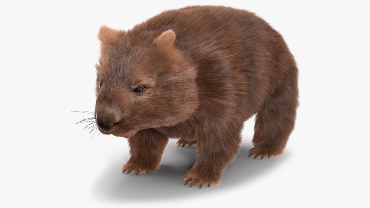 3D Common Wombat Brown Fur model