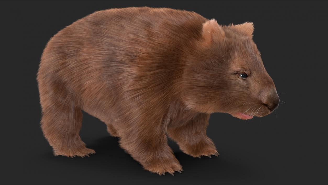 3D Common Wombat Brown Fur model