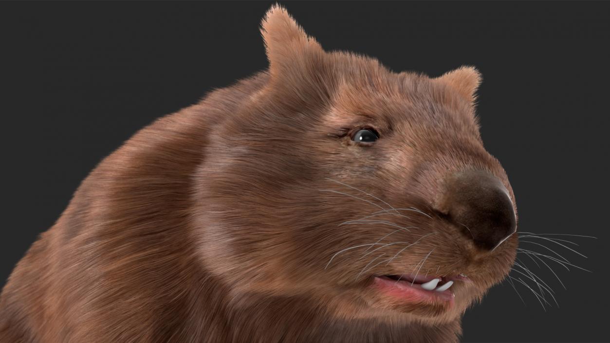 3D Common Wombat Brown Fur model