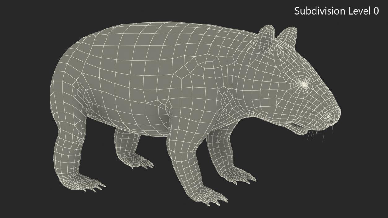 3D Common Wombat Brown Fur model