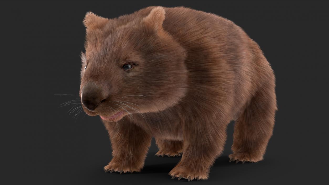 3D Common Wombat Brown Fur model