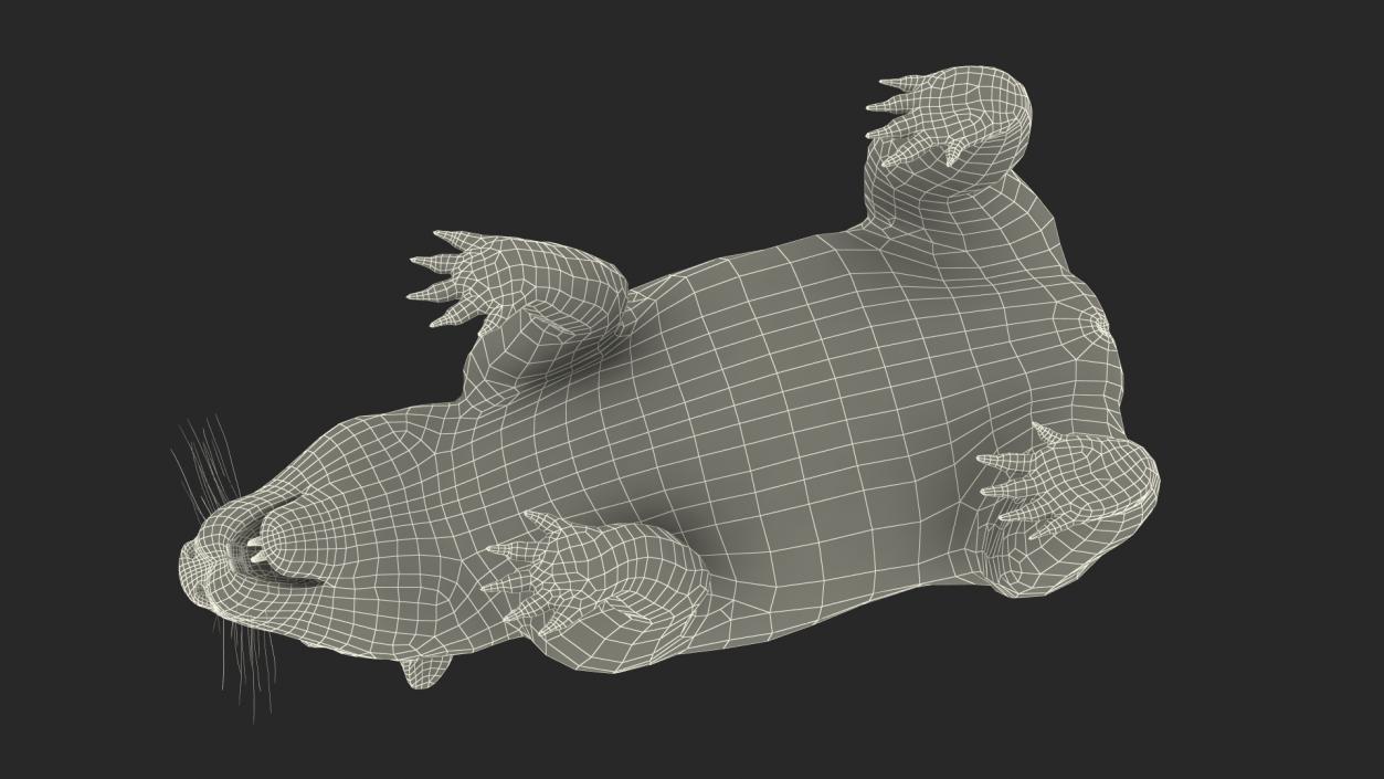 3D Common Wombat Brown Fur model