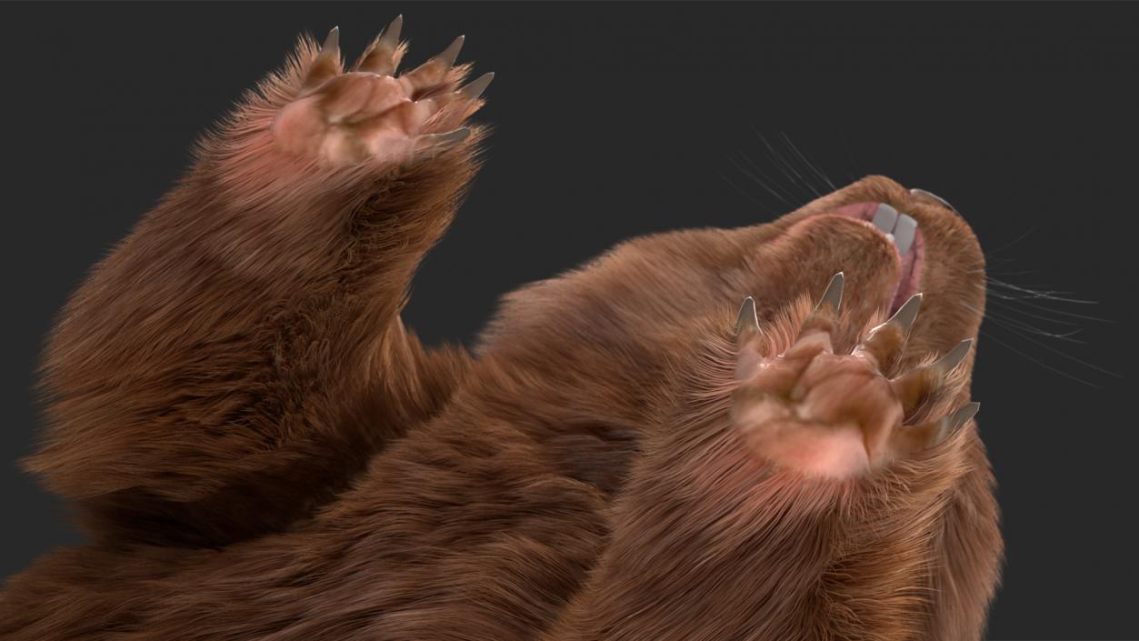 3D Common Wombat Brown Fur model