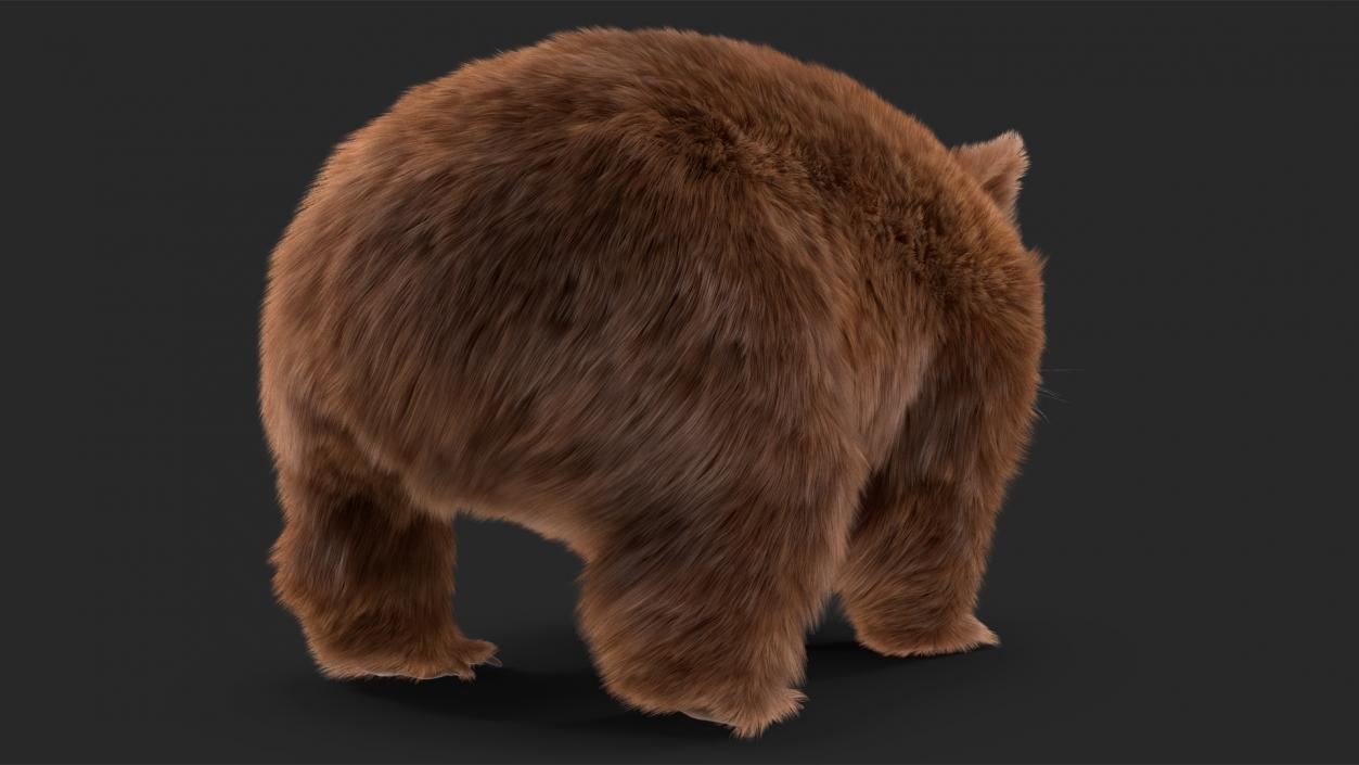 3D Common Wombat Brown Fur model