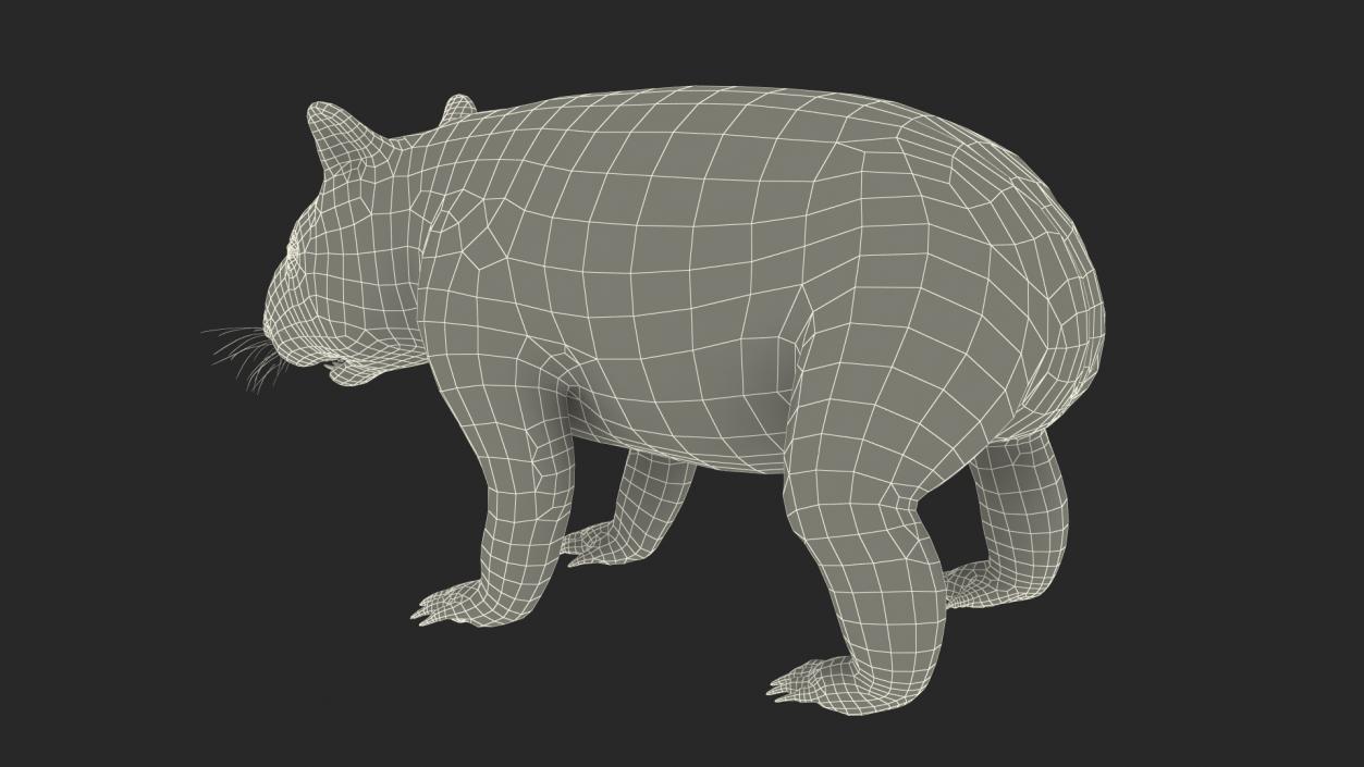 3D Common Wombat Brown Fur model