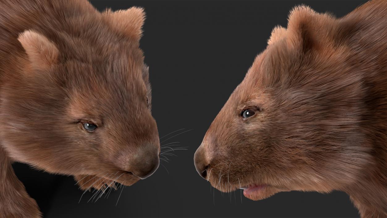 3D Common Wombat Brown Fur model