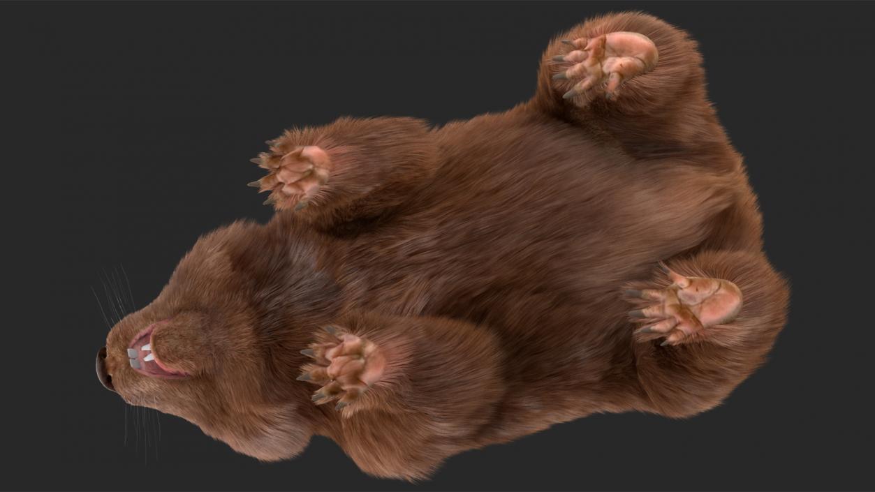 3D Common Wombat Brown Fur model