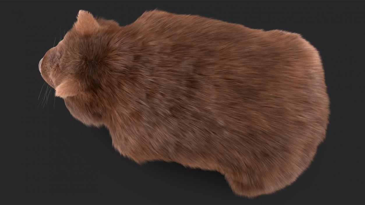 3D Common Wombat Brown Fur model