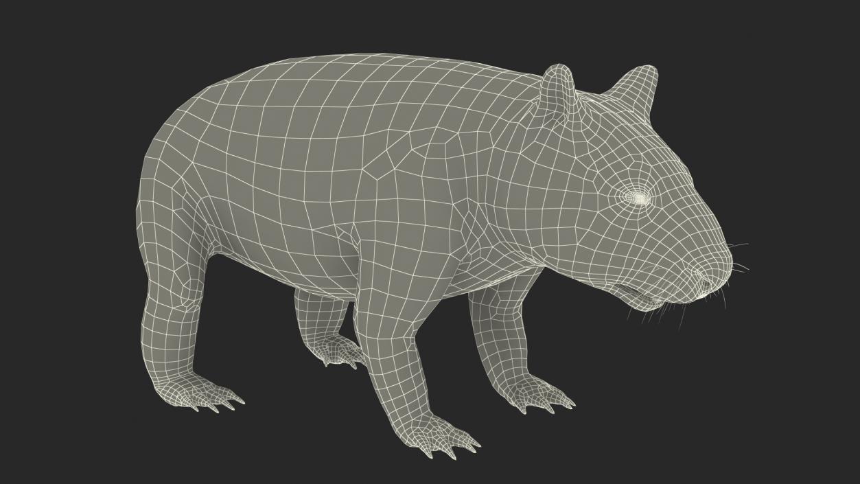 3D Common Wombat Brown Fur model