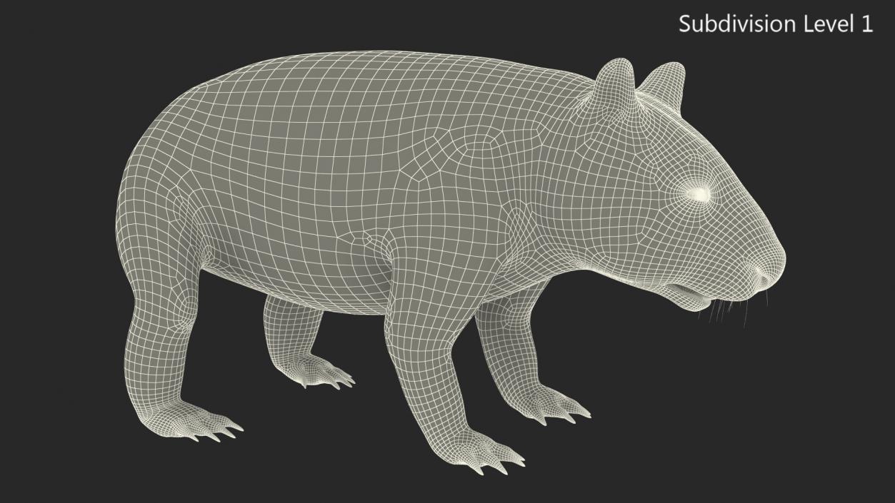 3D Common Wombat Brown Fur model