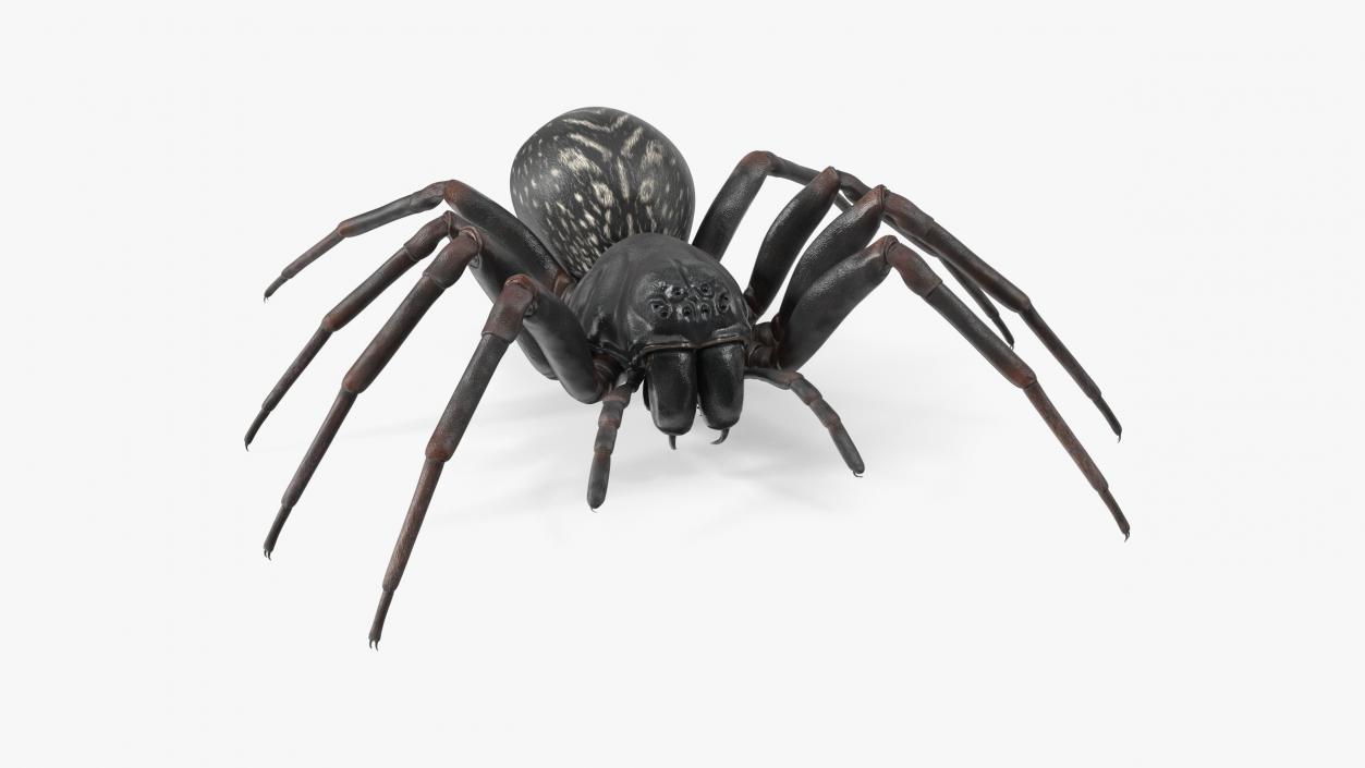 3D Black Wolf Spider Rigged for Maya model