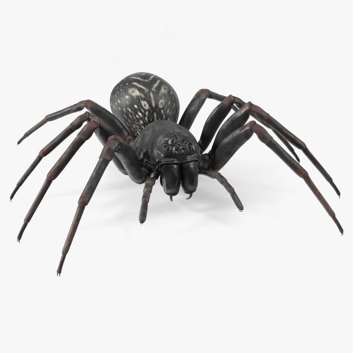 3D Black Wolf Spider Rigged for Maya model