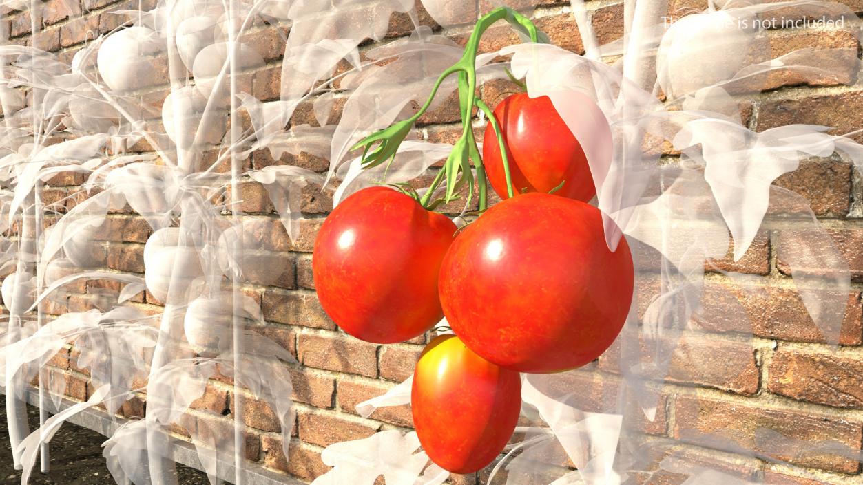 Bunch of Tomatoes 3D