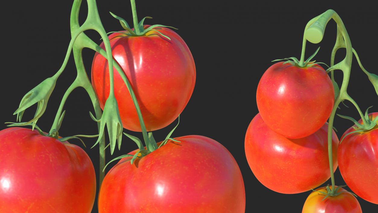 Bunch of Tomatoes 3D