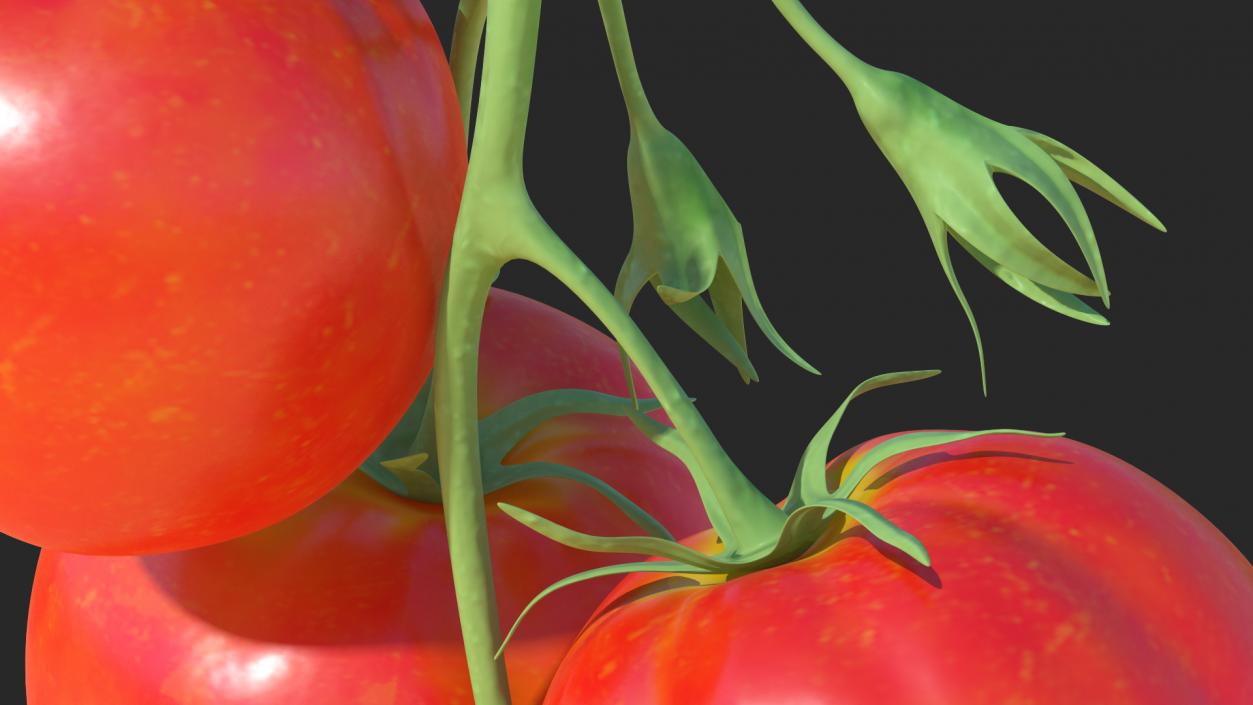 Bunch of Tomatoes 3D