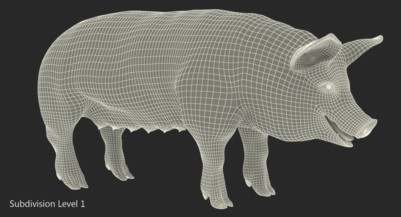 Hampshire Pig Sow 3D