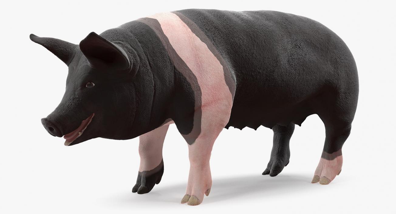 Hampshire Pig Sow 3D