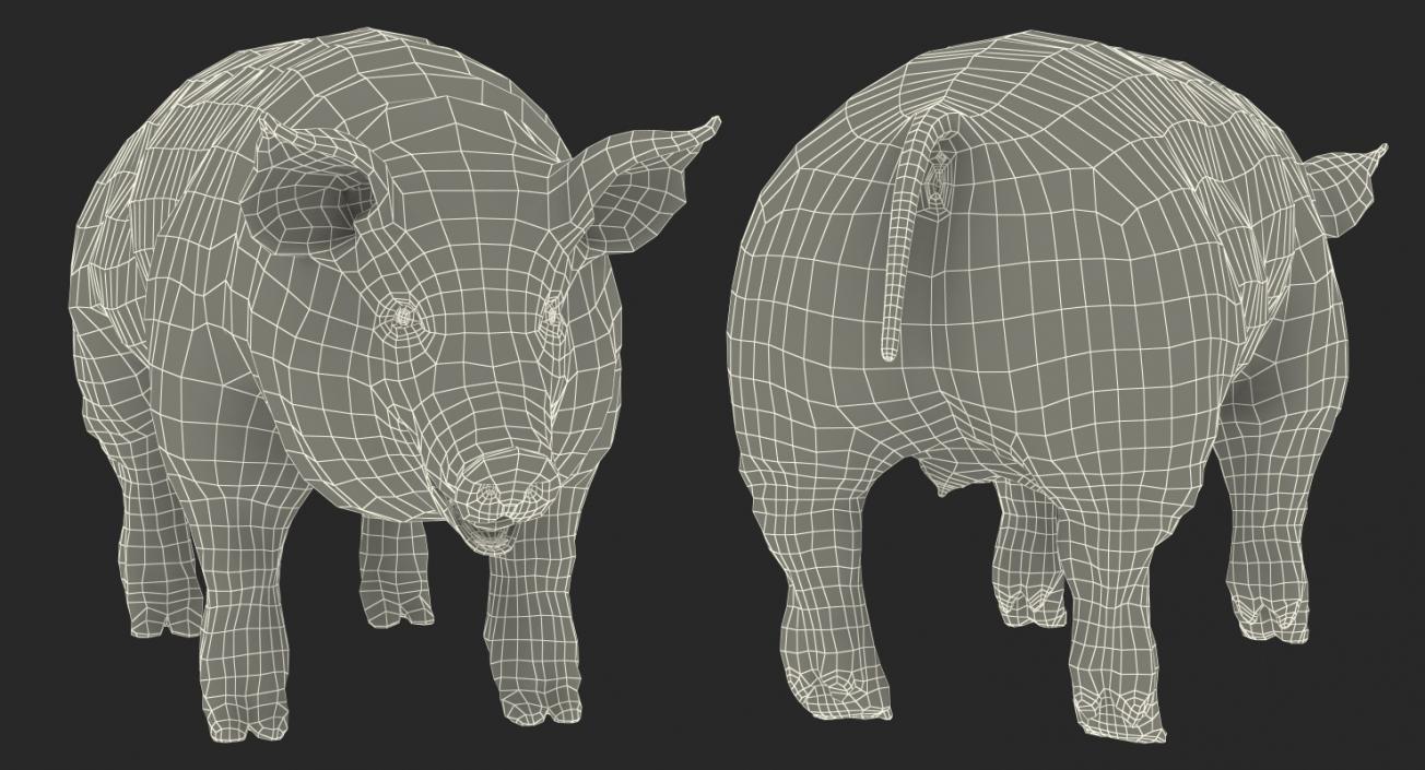 Hampshire Pig Sow 3D