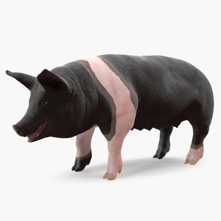 Hampshire Pig Sow 3D