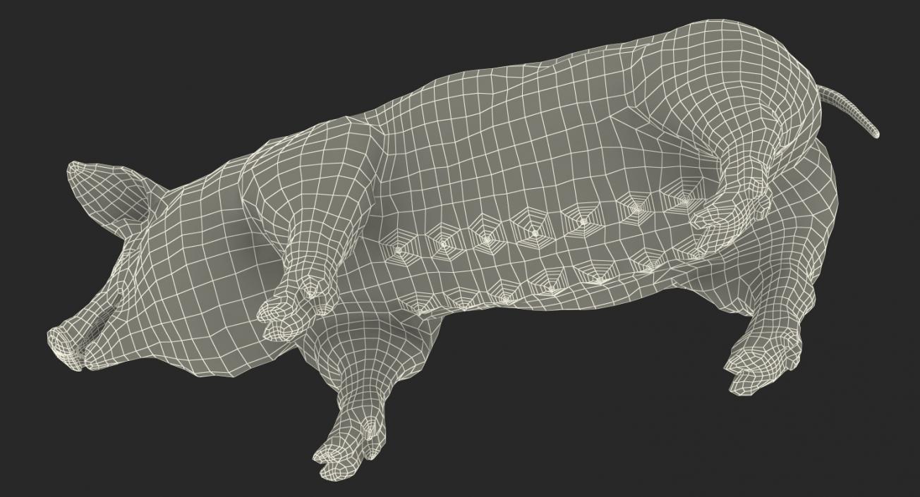 Hampshire Pig Sow 3D