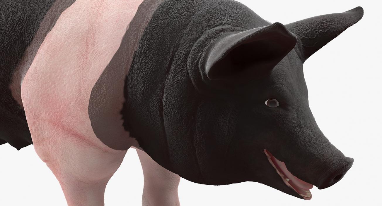 Hampshire Pig Sow 3D