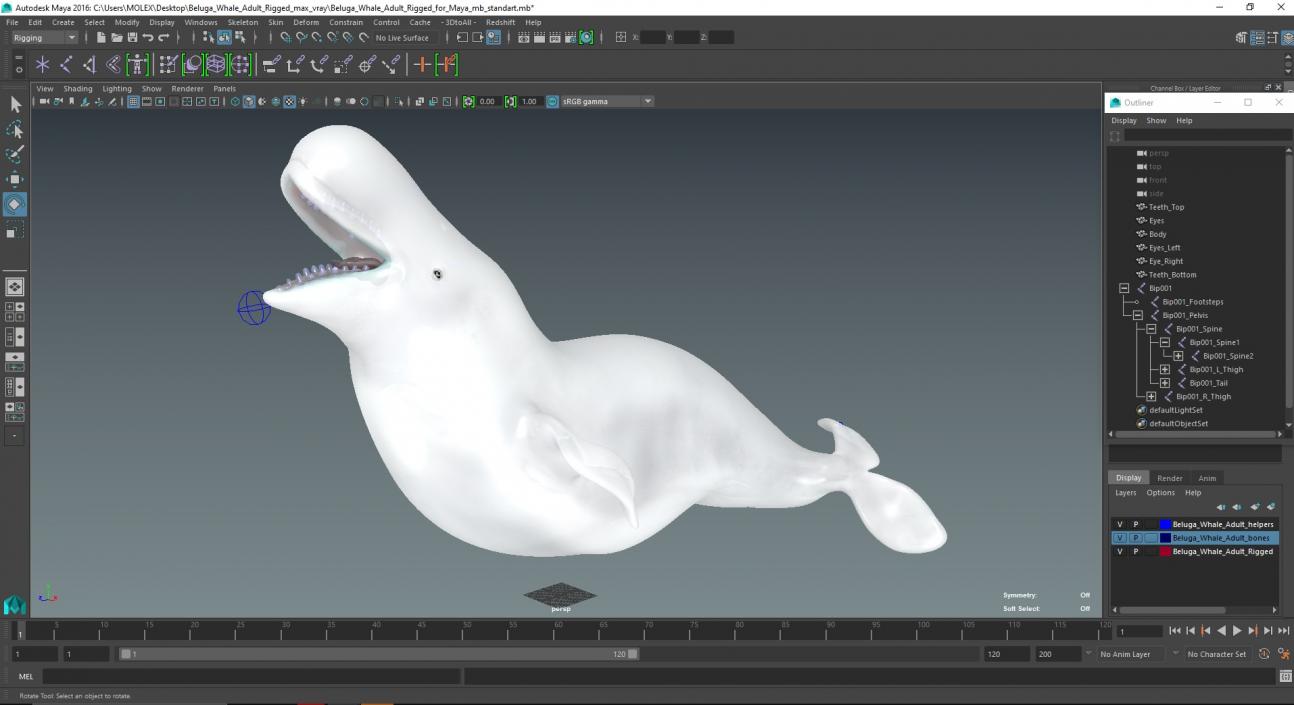 Beluga Whale Adult Rigged for Maya 3D model