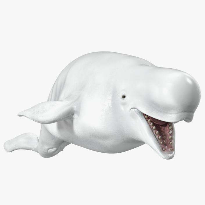 Beluga Whale Adult Rigged for Maya 3D model