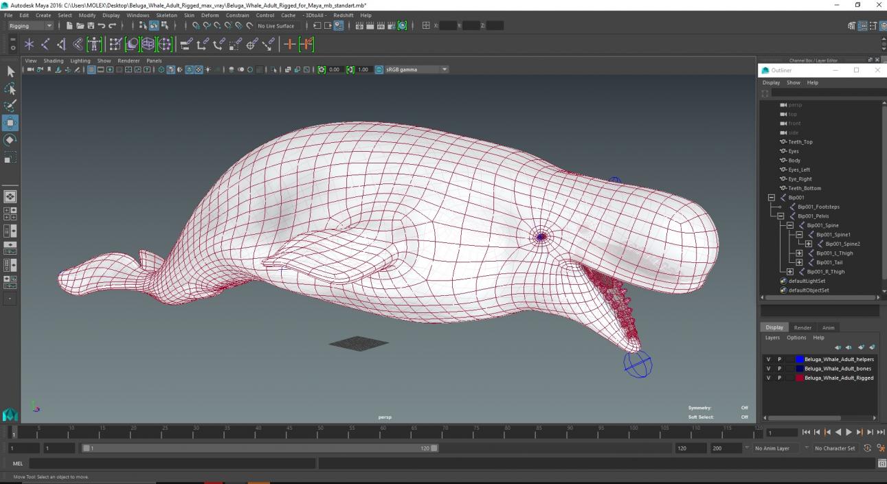 Beluga Whale Adult Rigged for Maya 3D model