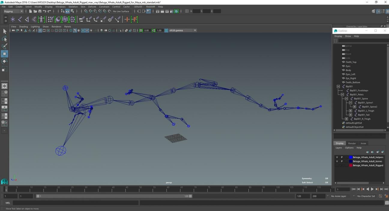 Beluga Whale Adult Rigged for Maya 3D model