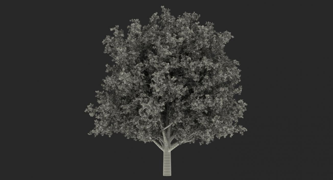 3D model Autumn Trees Collection 3