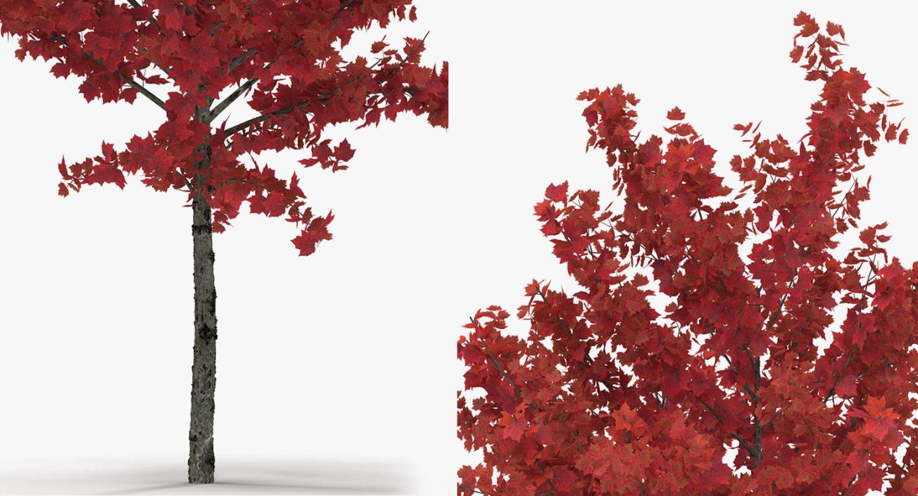 3D model Autumn Trees Collection 3