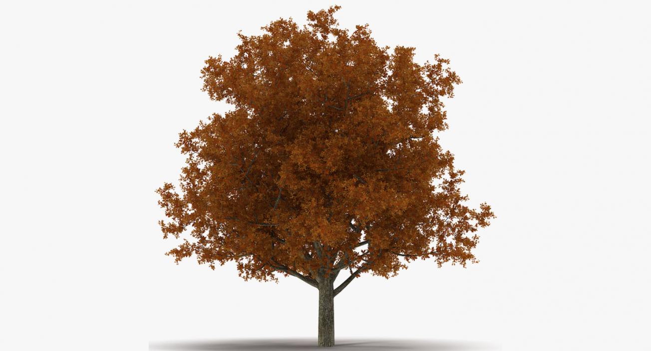 3D model Autumn Trees Collection 3