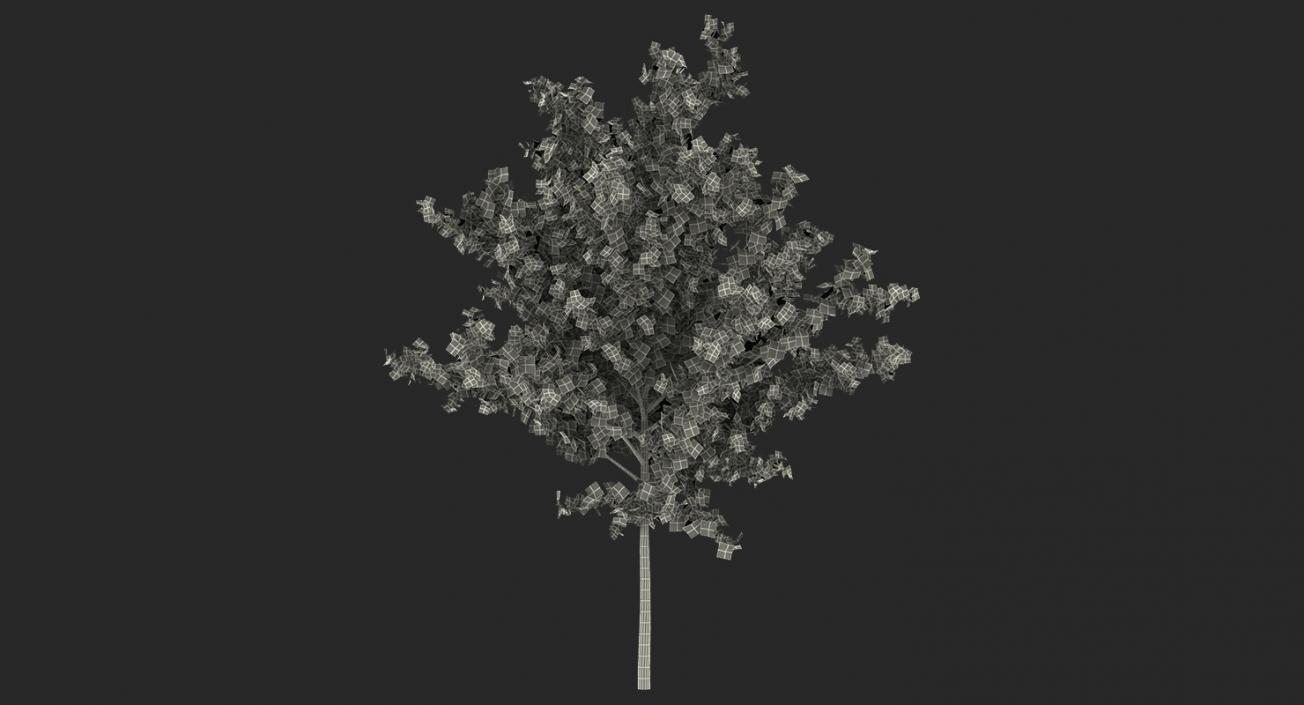 3D model Autumn Trees Collection 3