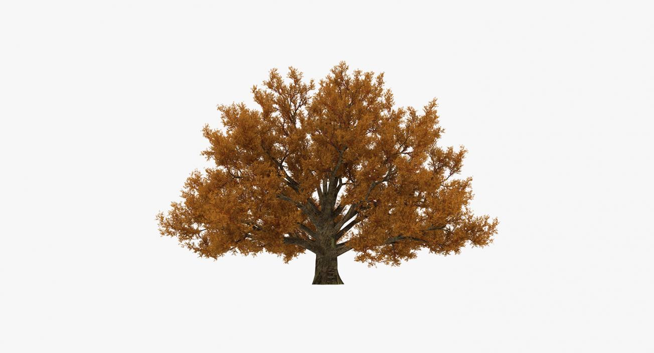 3D model Autumn Trees Collection 3