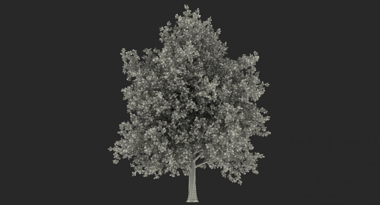 3D model Autumn Trees Collection 3