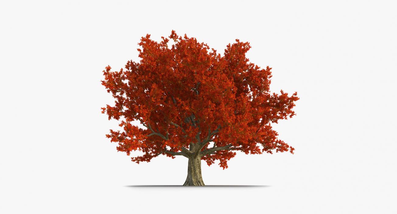 3D model Autumn Trees Collection 3