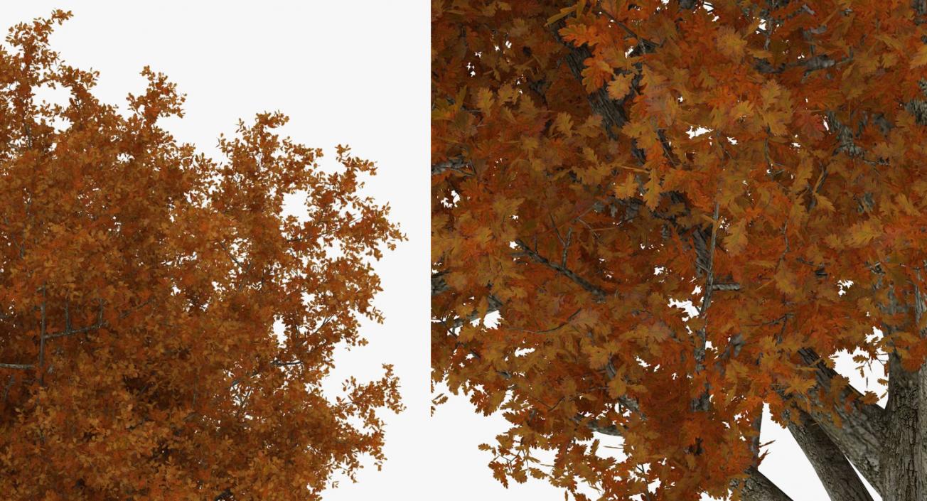 3D model Autumn Trees Collection 3