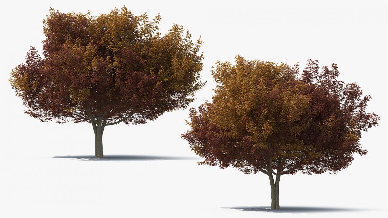 3D model Autumn Trees Collection 3