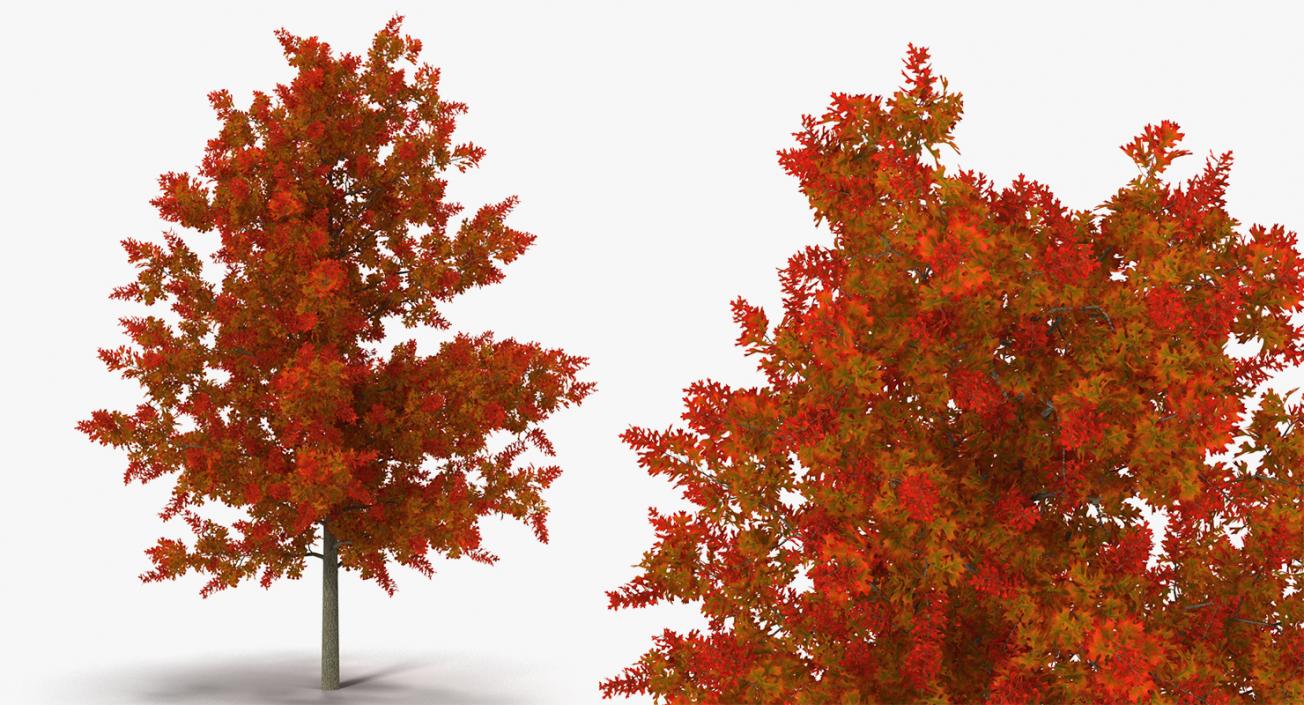 3D model Autumn Trees Collection 3