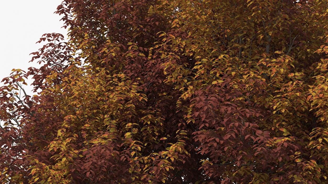 3D model Autumn Trees Collection 3